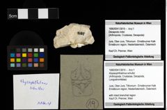 Foto (Objekt + Etiketten) von Abyssophthalmus schultzi 